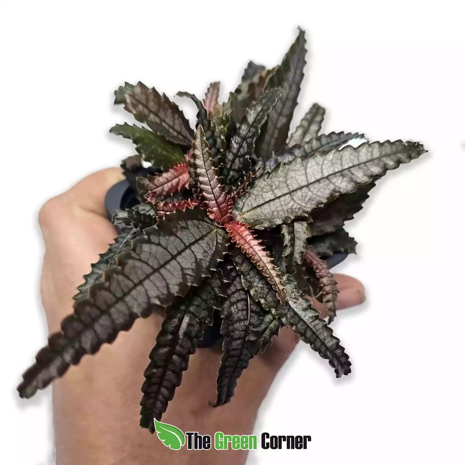 Pilea spruceana
