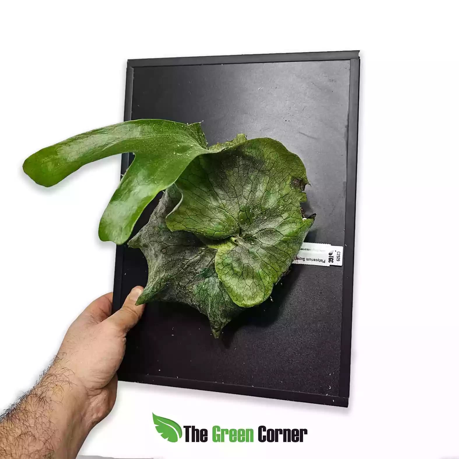platycerium-Superbum-general