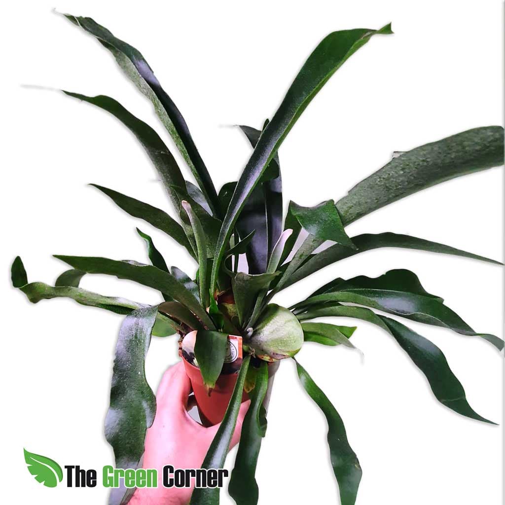 Platycerium bifurcatum: Cuerno de Alce