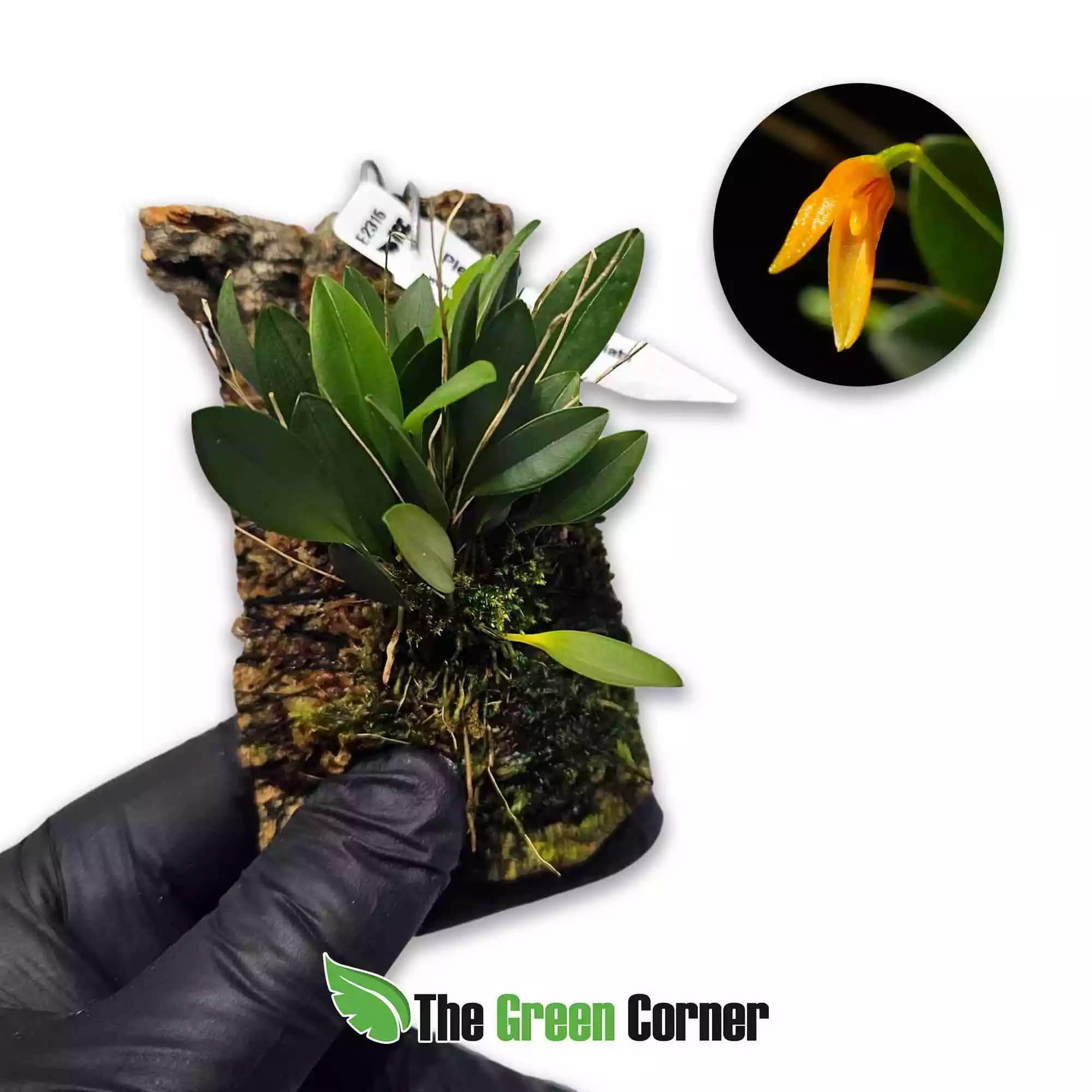 pleurothallis-corniculata