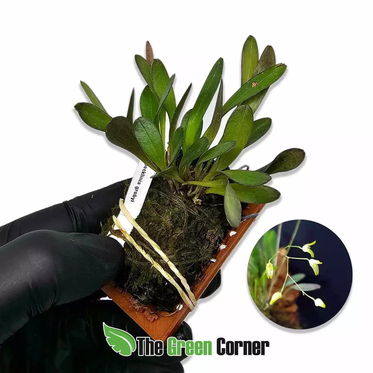 pleurothallis-grobyi