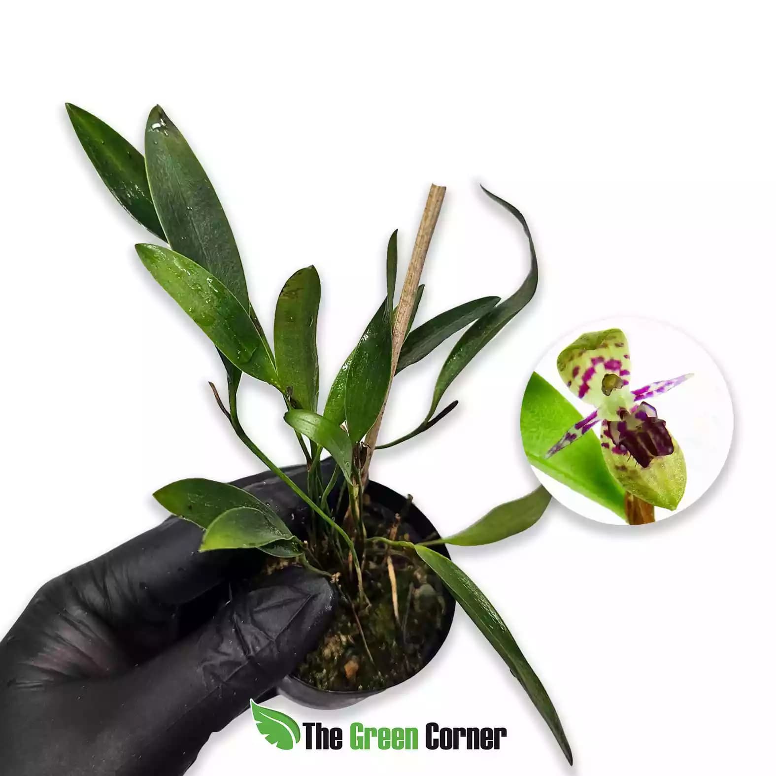 pleurothallis-jostii