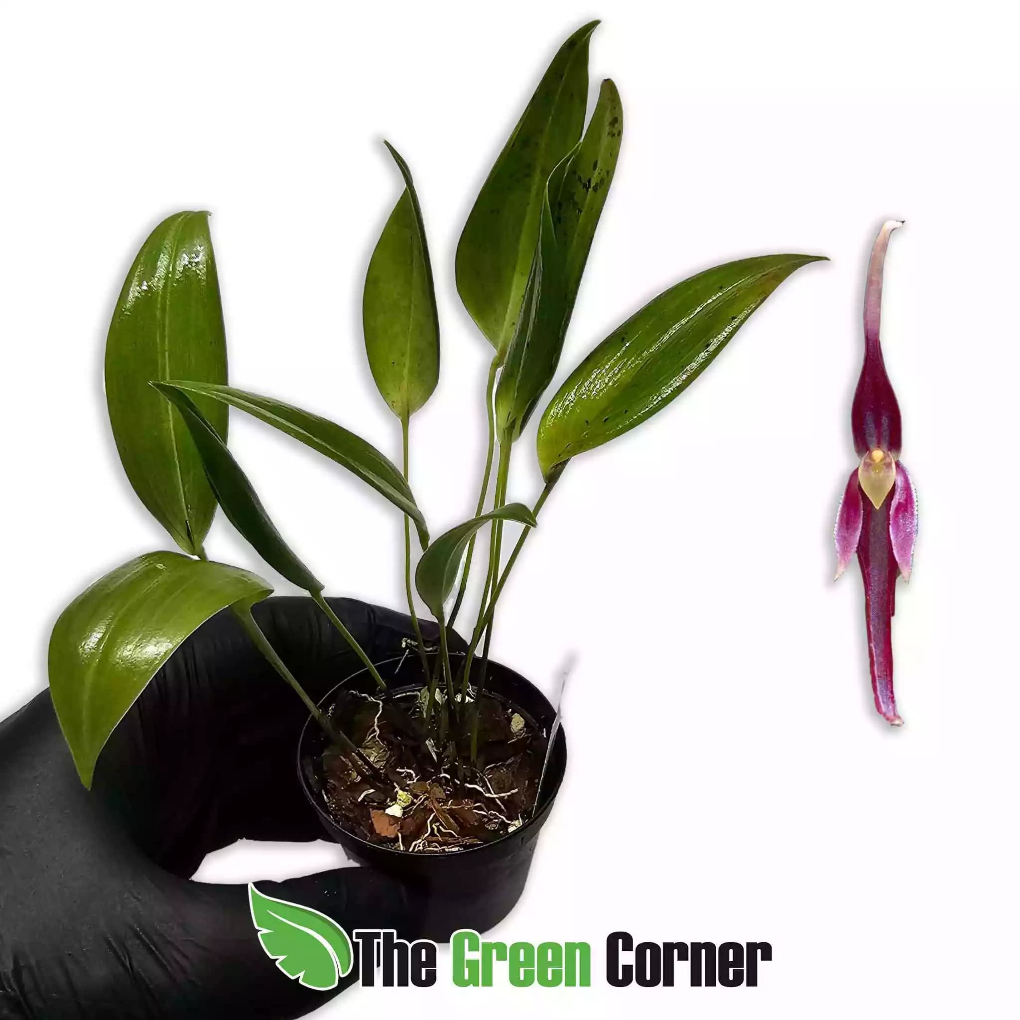 pleurothallis-luctuosa