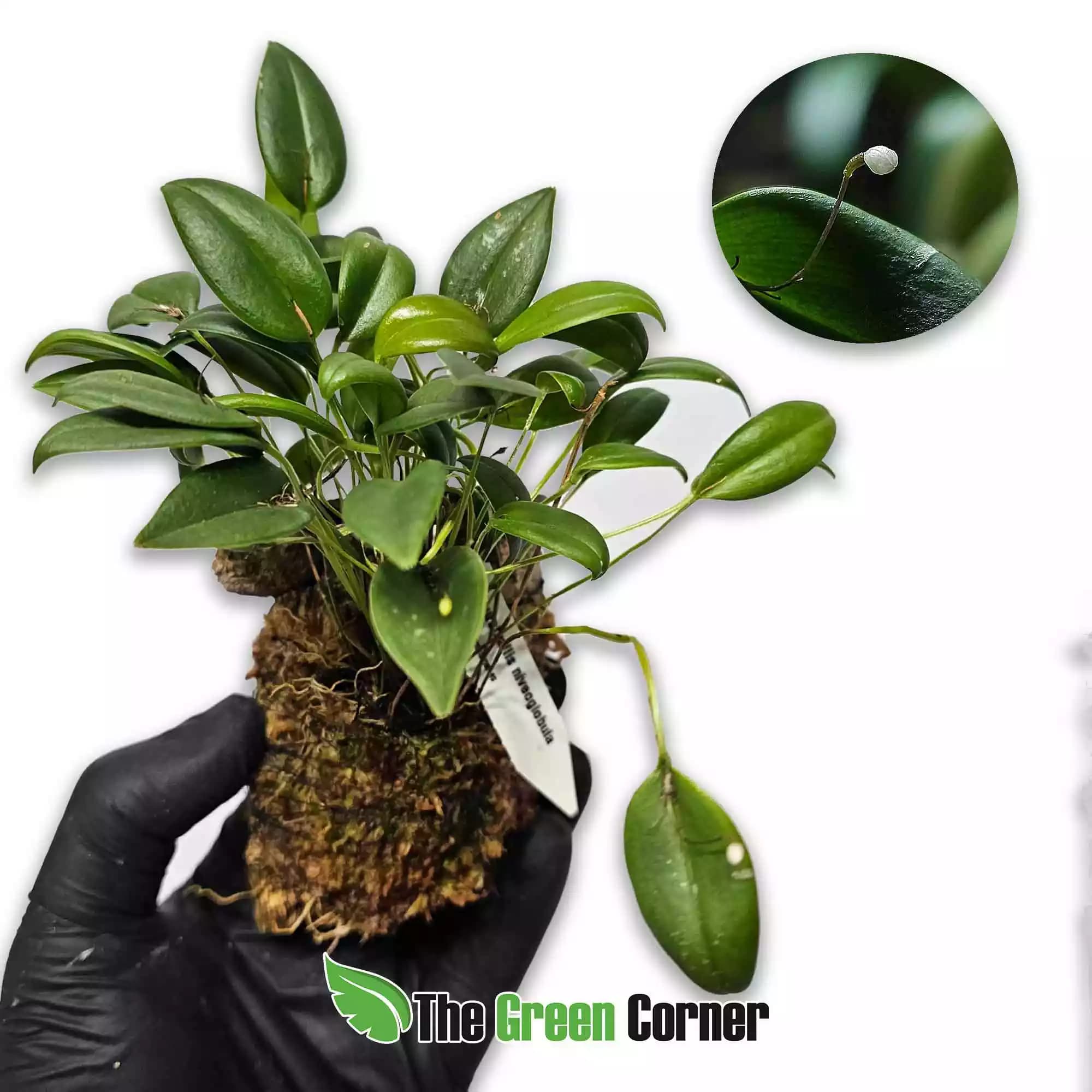 pleurothallis-niveogllobula