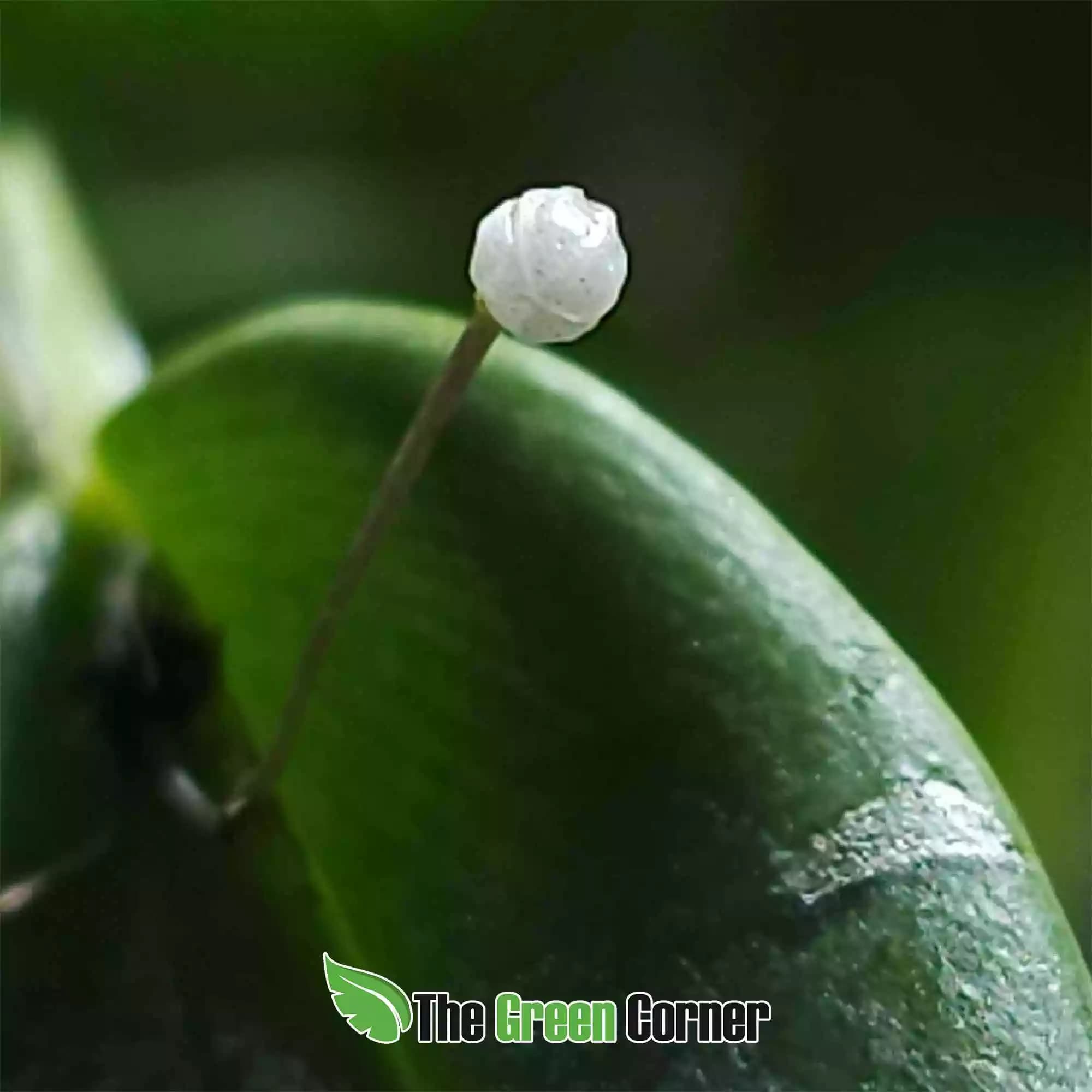pleurothallis-niveoglobula-detalle