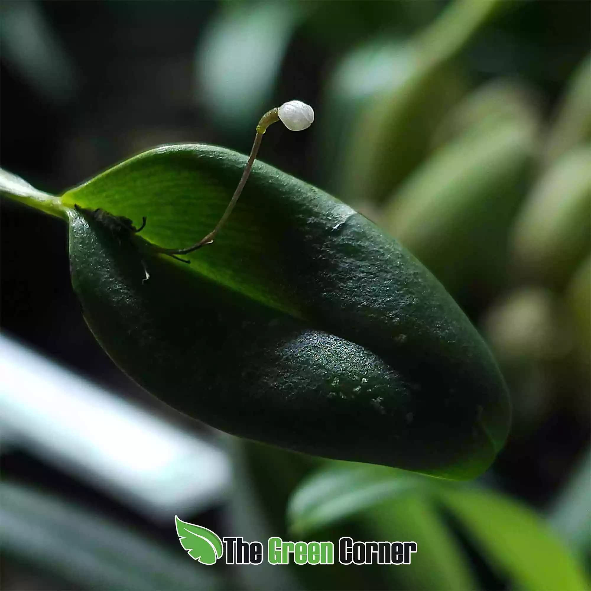 pleurothallis-niveoglobula-flor