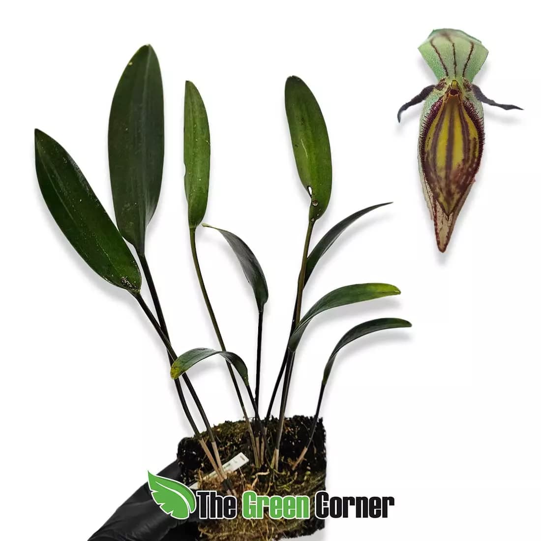 pleurothallis-nuda