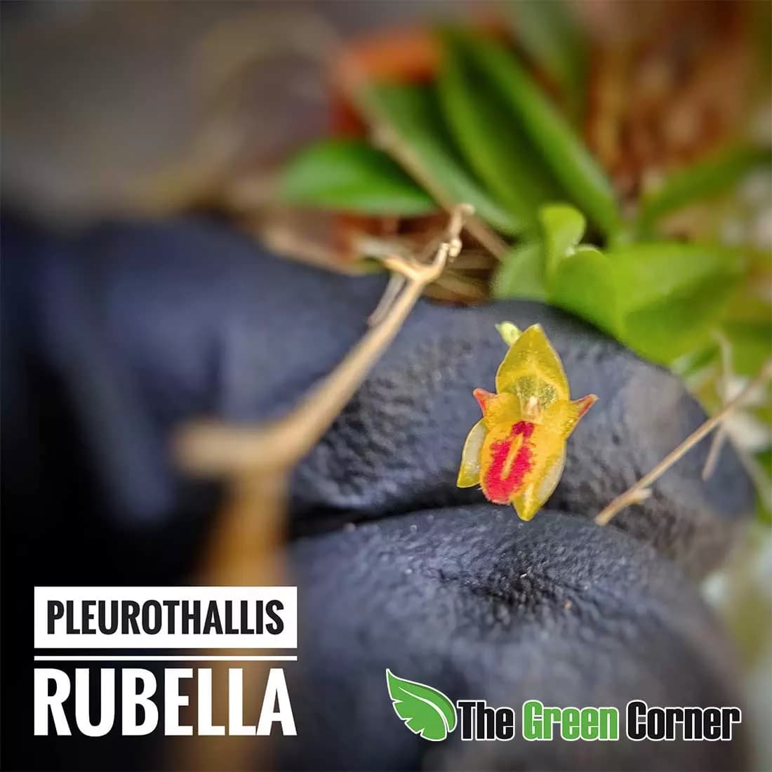 pleurothallis-rubella.flor