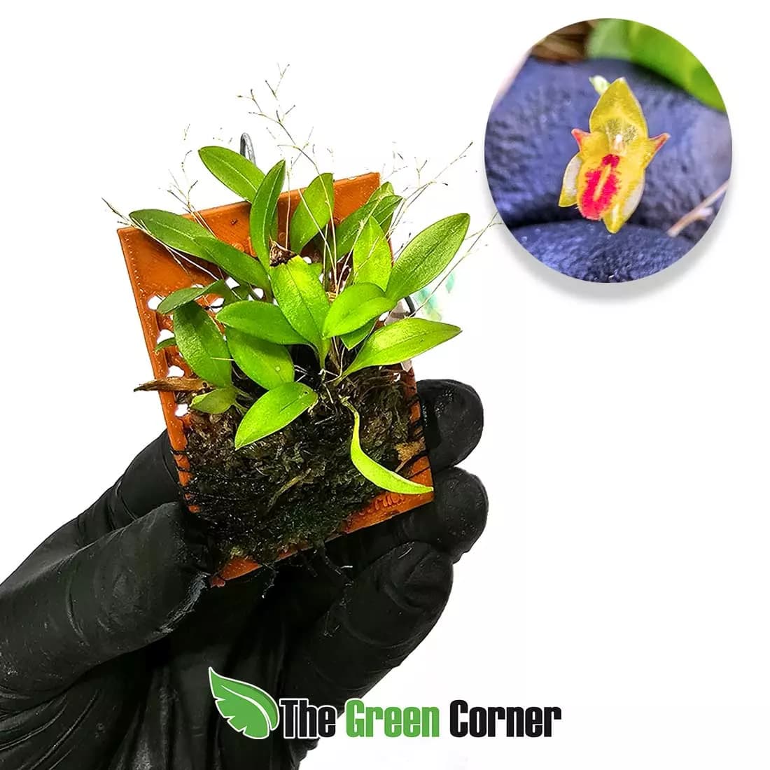 pleurothallis-rubella