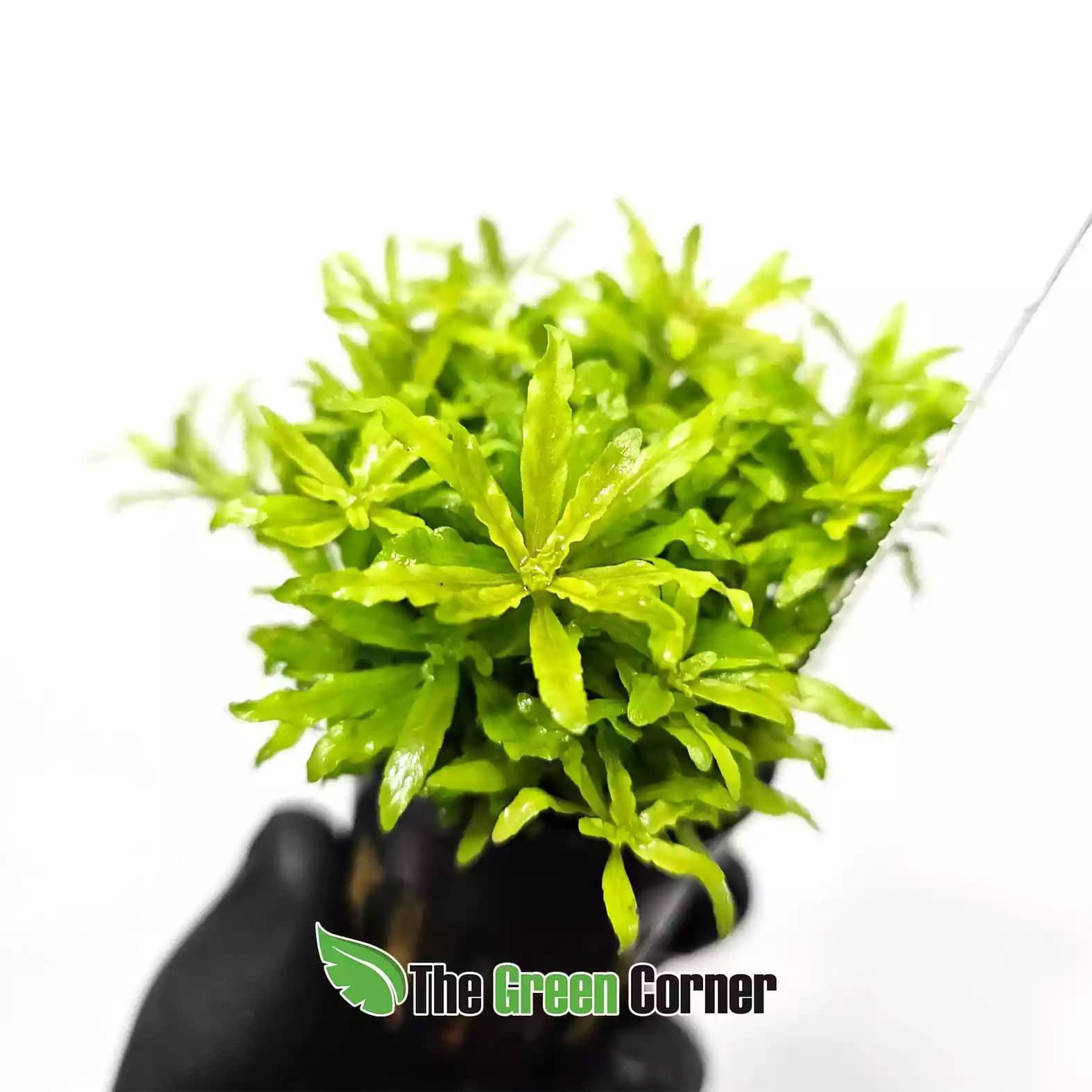 pogostemon-detalle