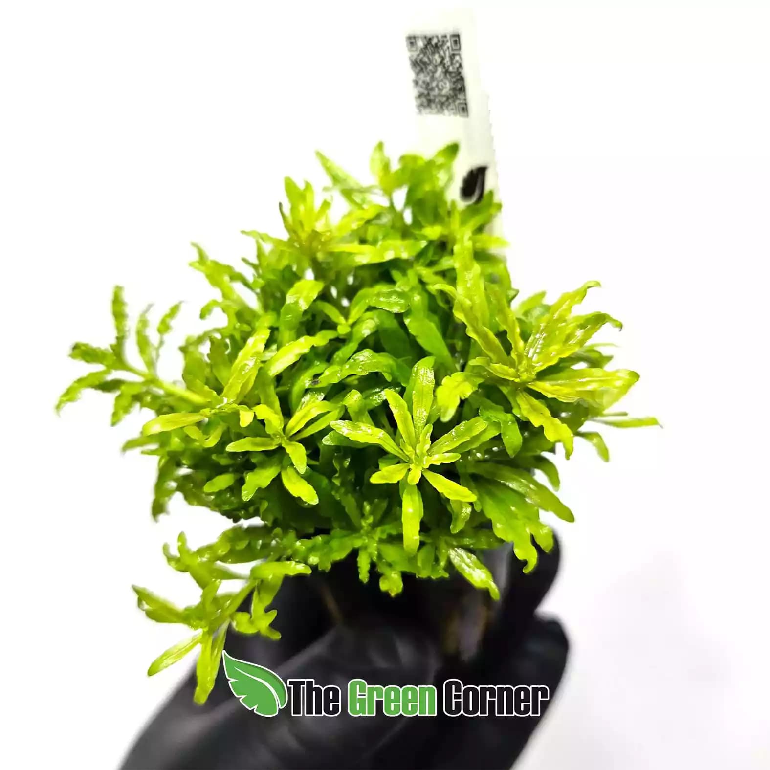 pogostemon-helferii