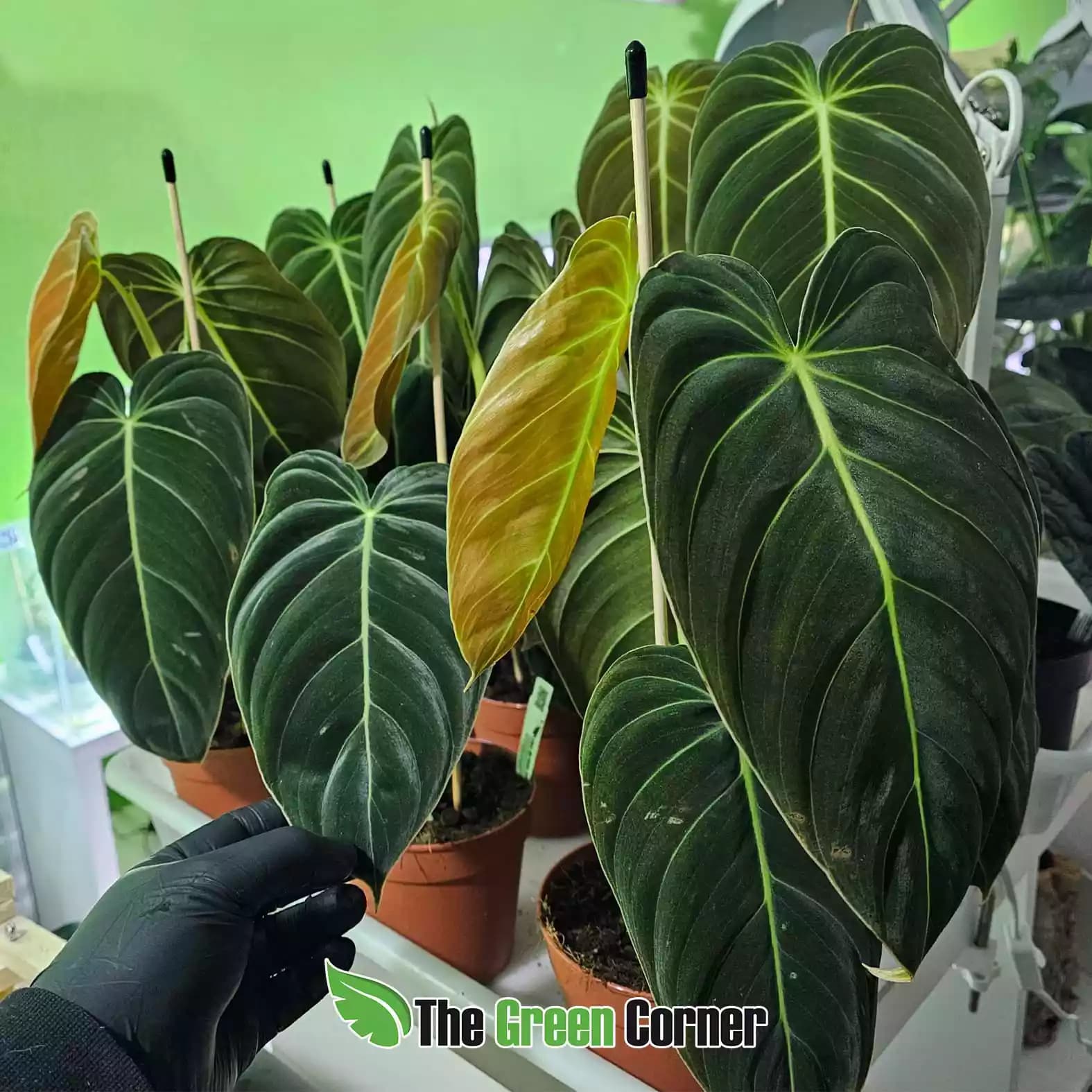 Philodendron melanocrysum 4