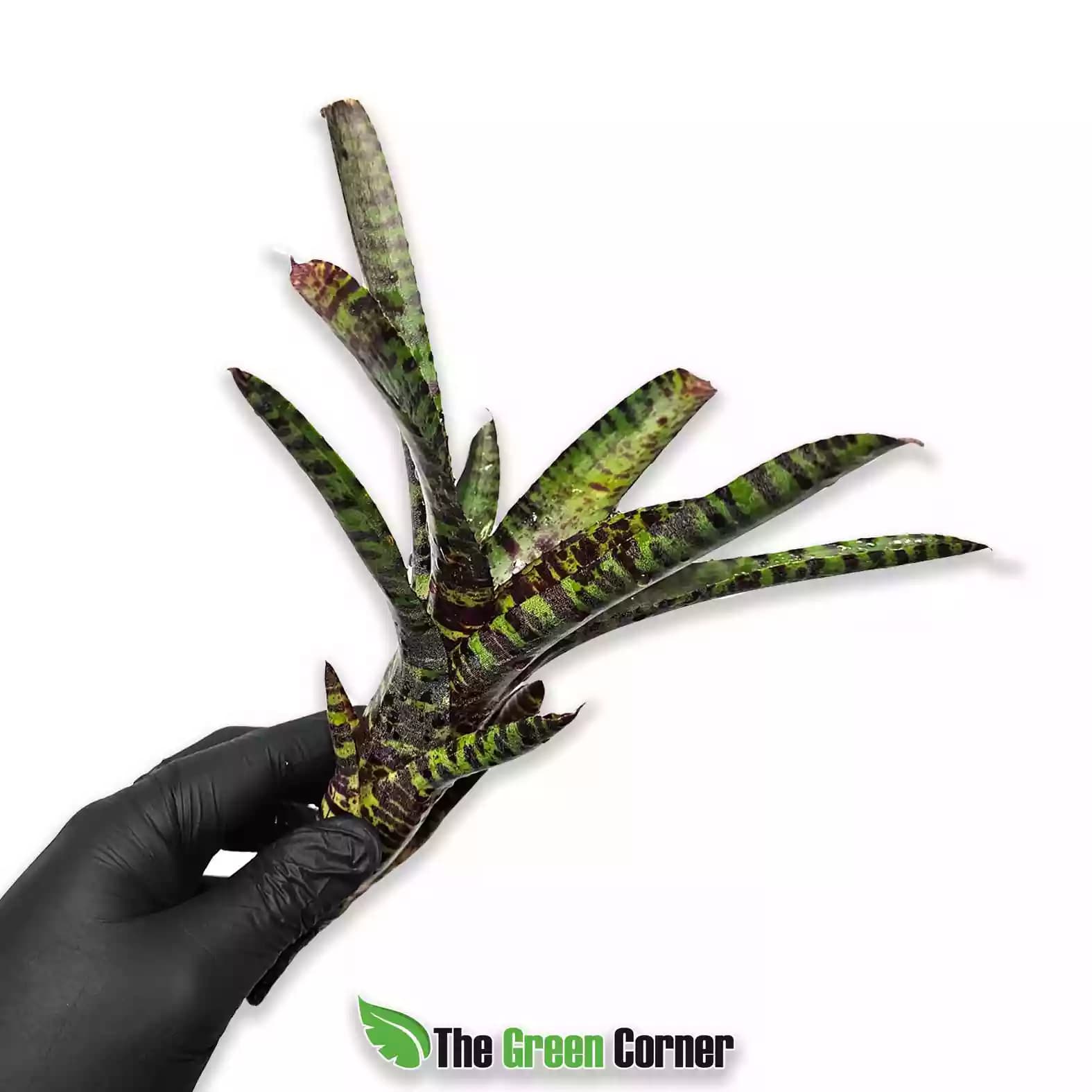 Neoregelia purpurea compacta
