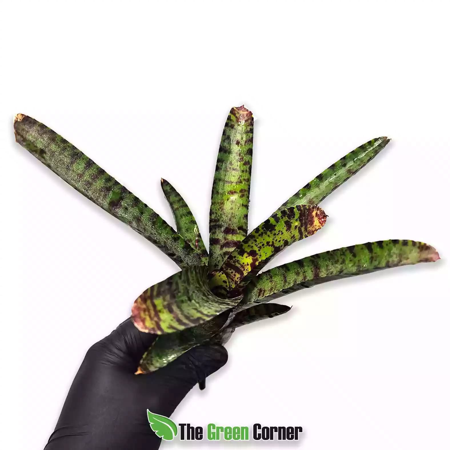Neoregelia purpurea compacta