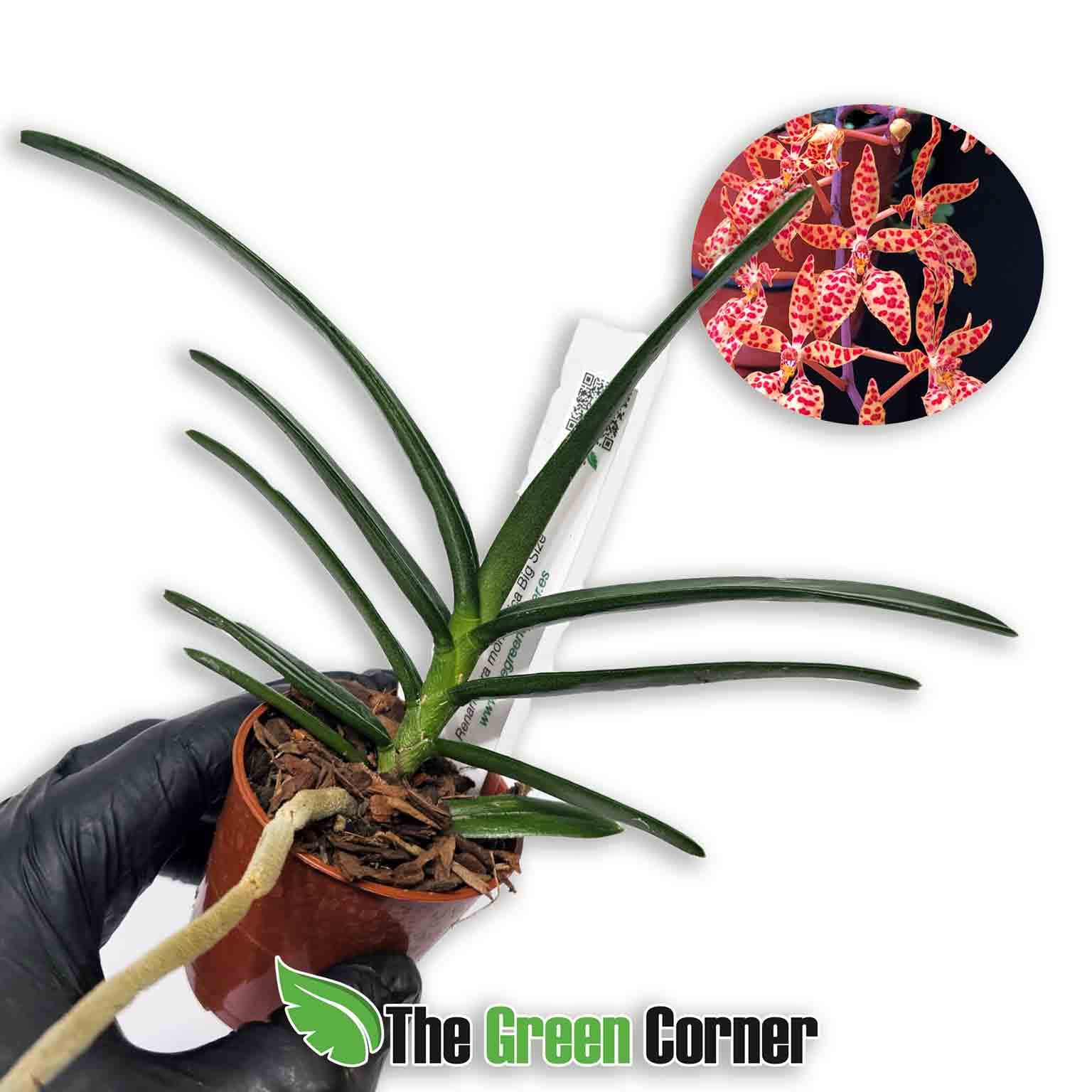 renanthera-monachica