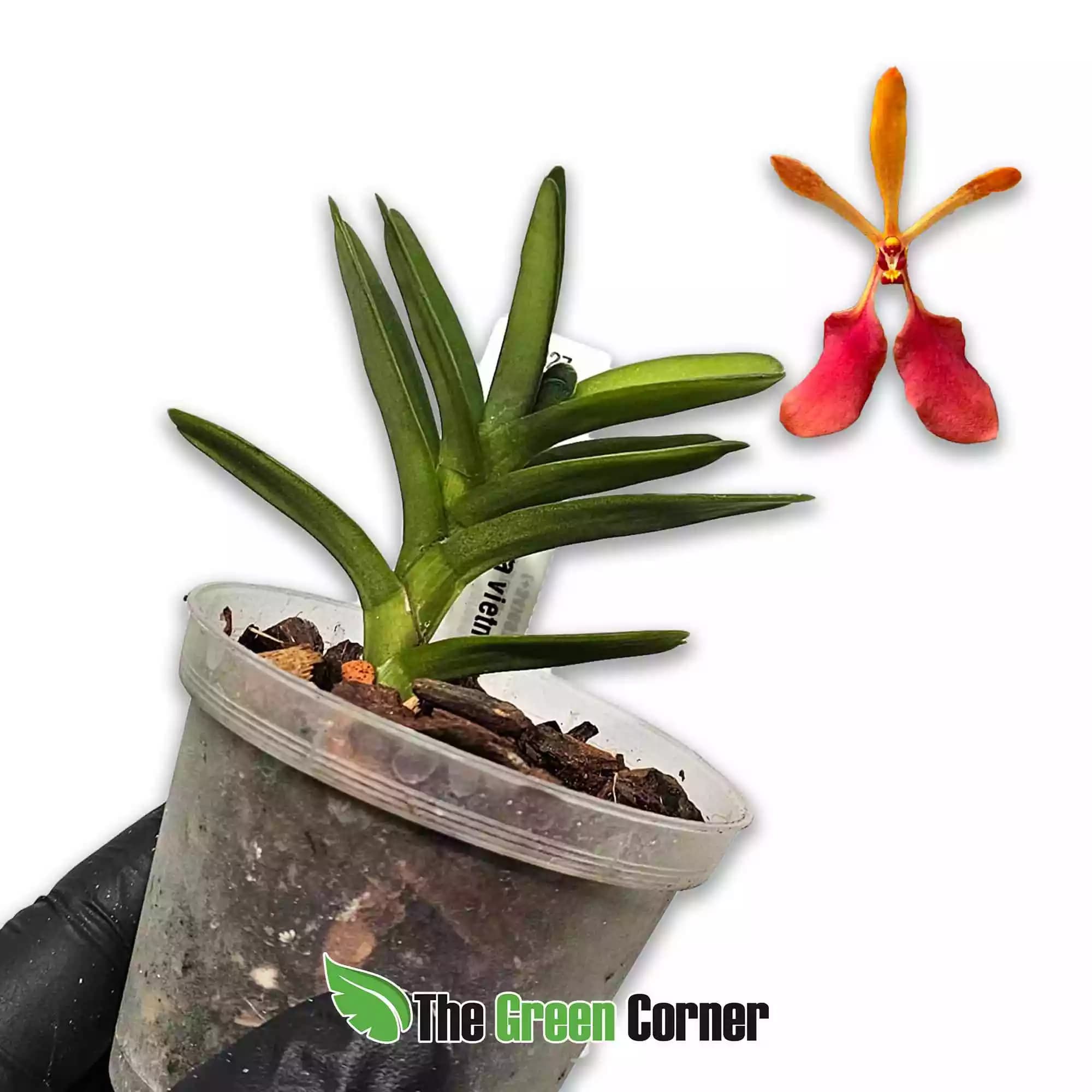 renanthera-vietnamitensis
