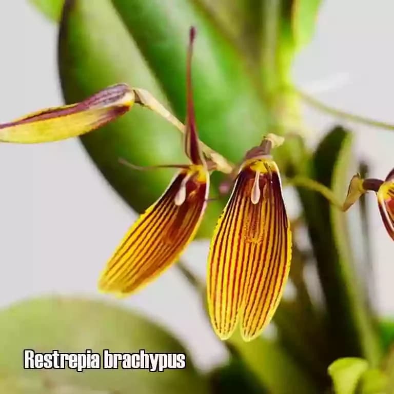 Restrepia brachypus 2