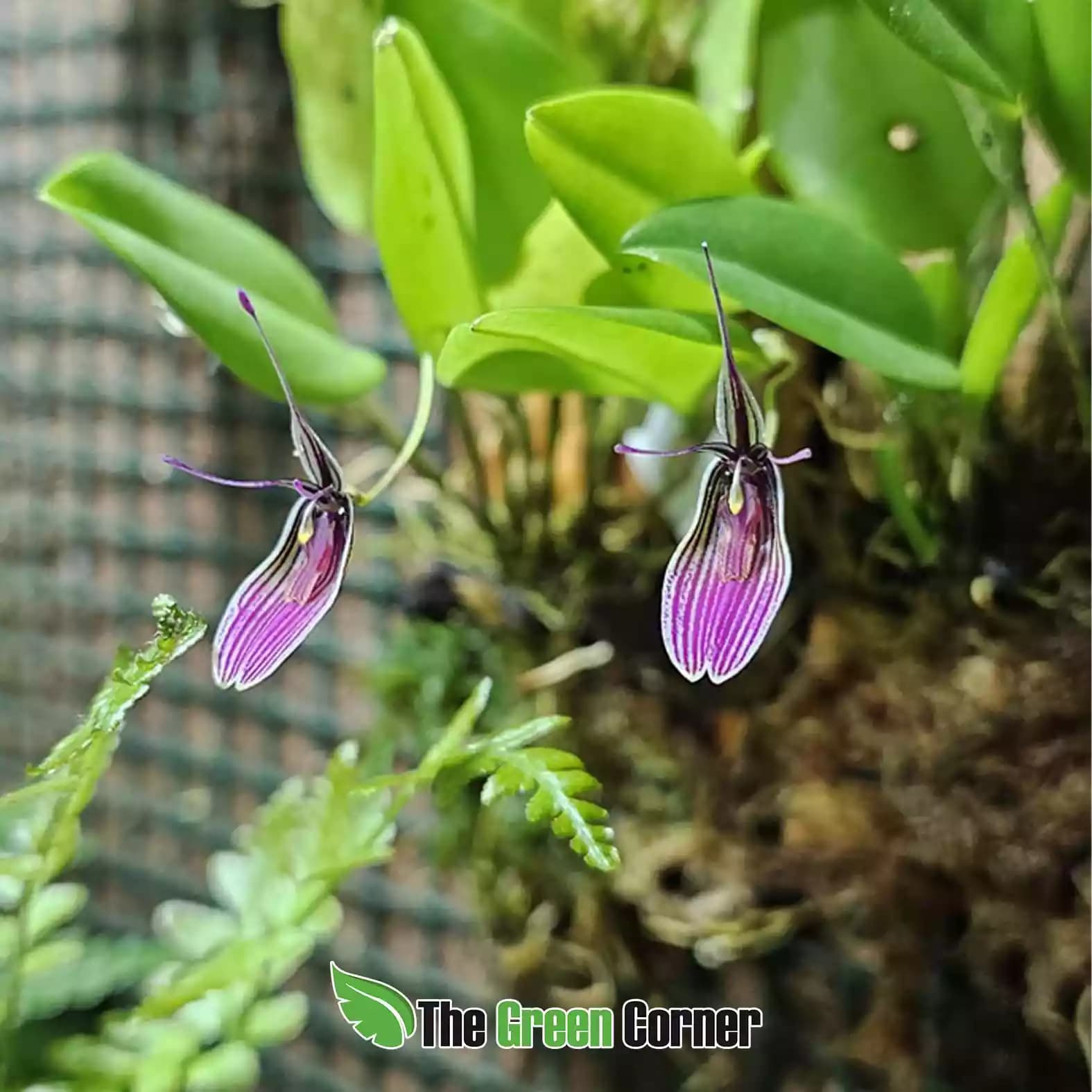 Restrepia purpurea Vino Tinto