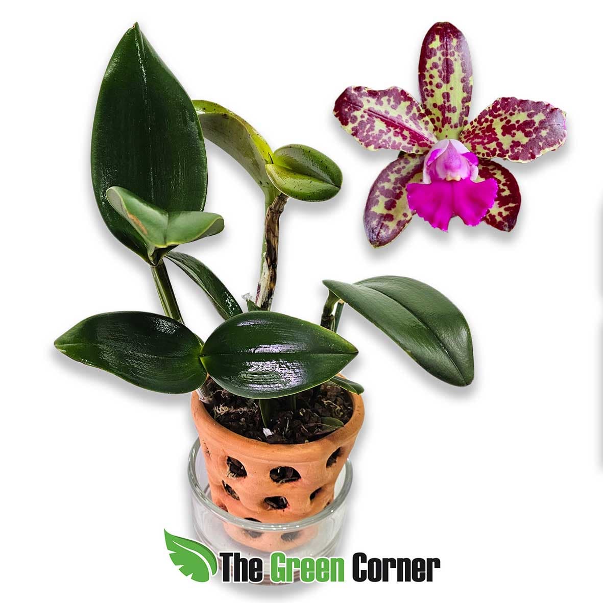 rlc-yuan-dung-phyton