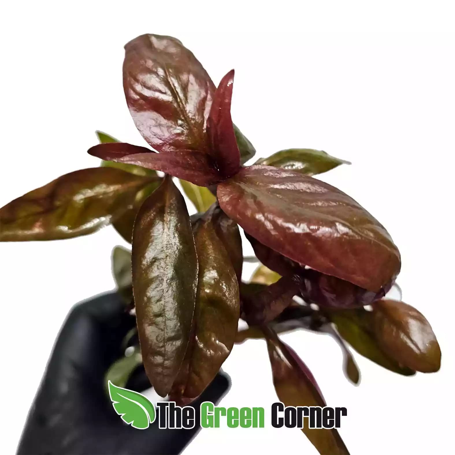 rotala-macandra-detalle