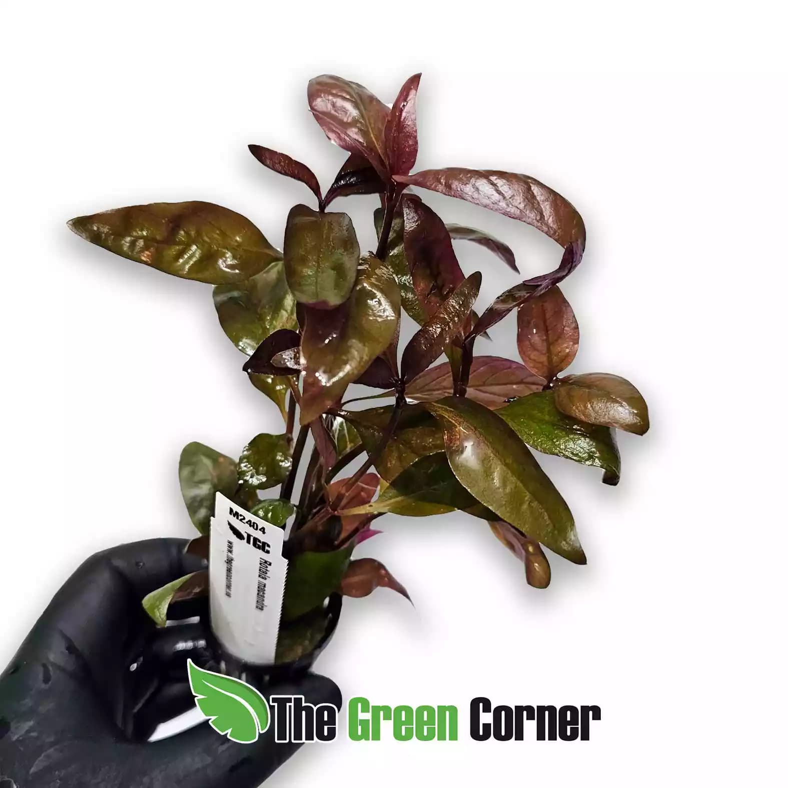rotala-macandra