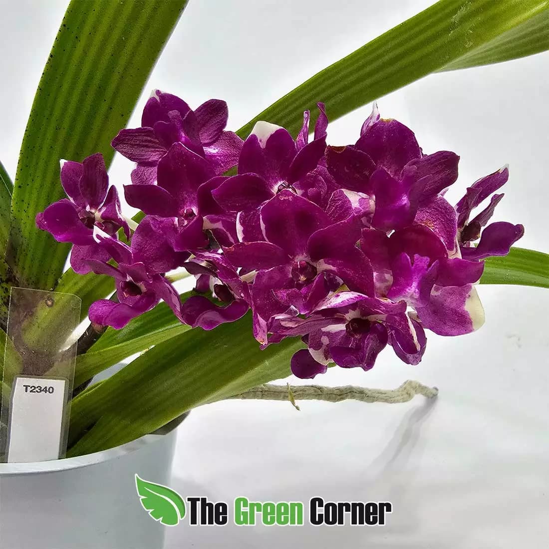 rynchostilis-gigantea-bicolor-flor