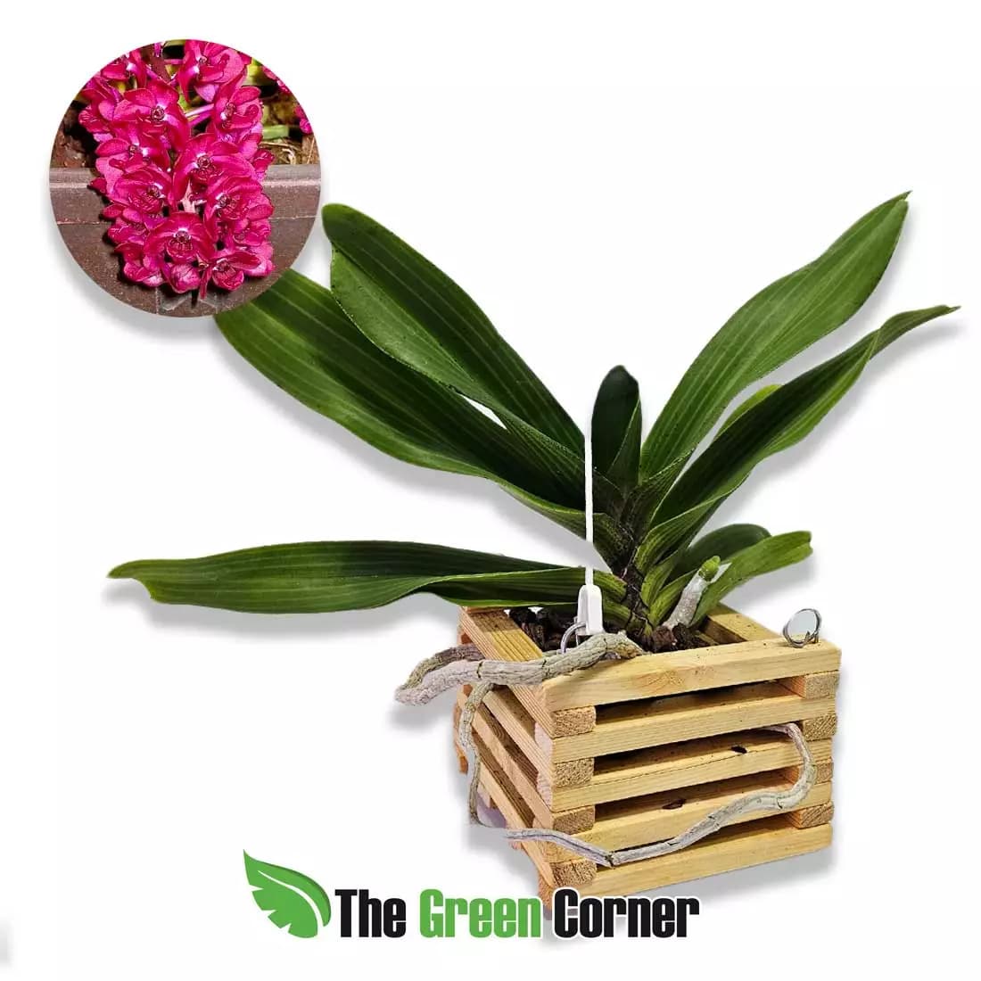 rynchostylis-gigantea-red