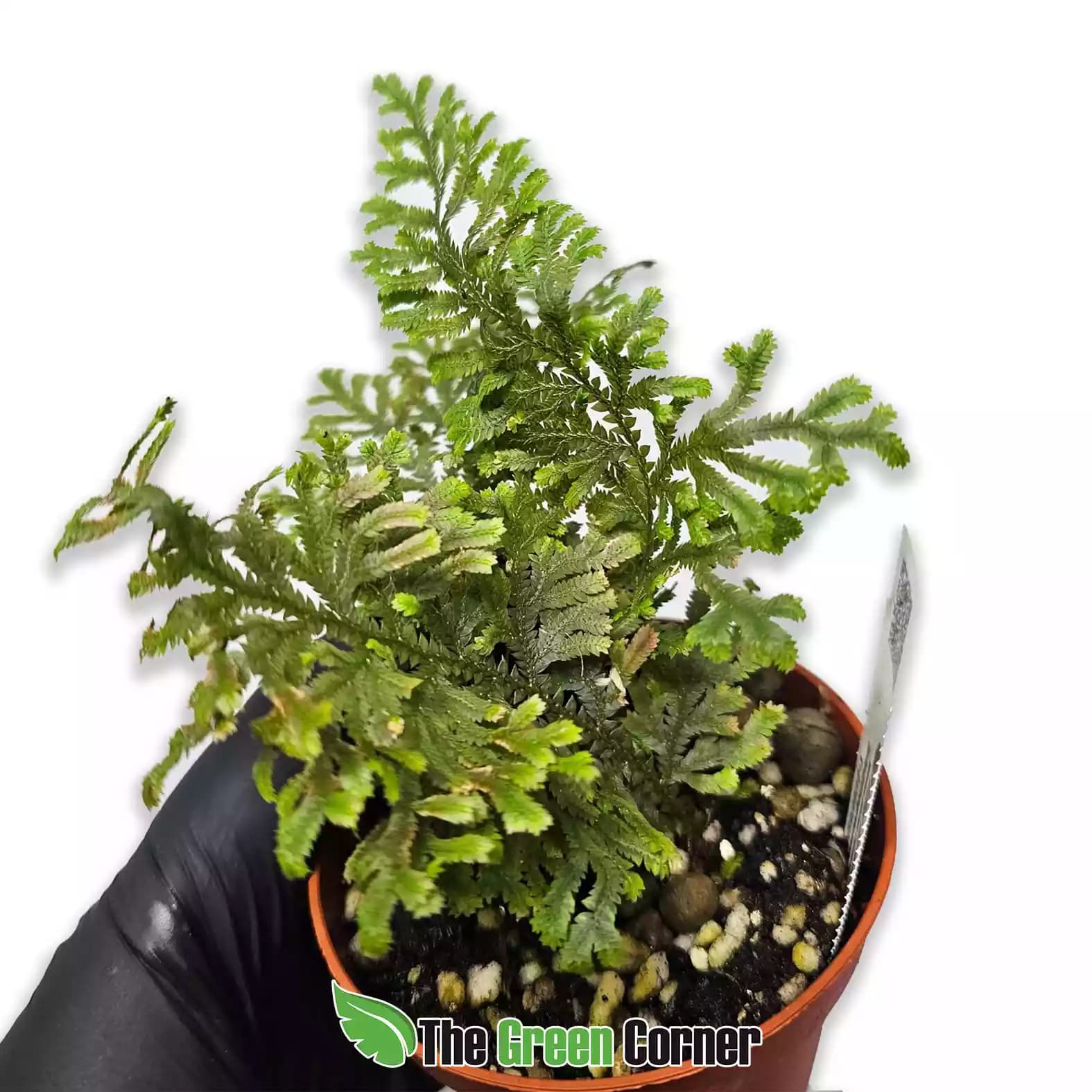 Selaginella mollis