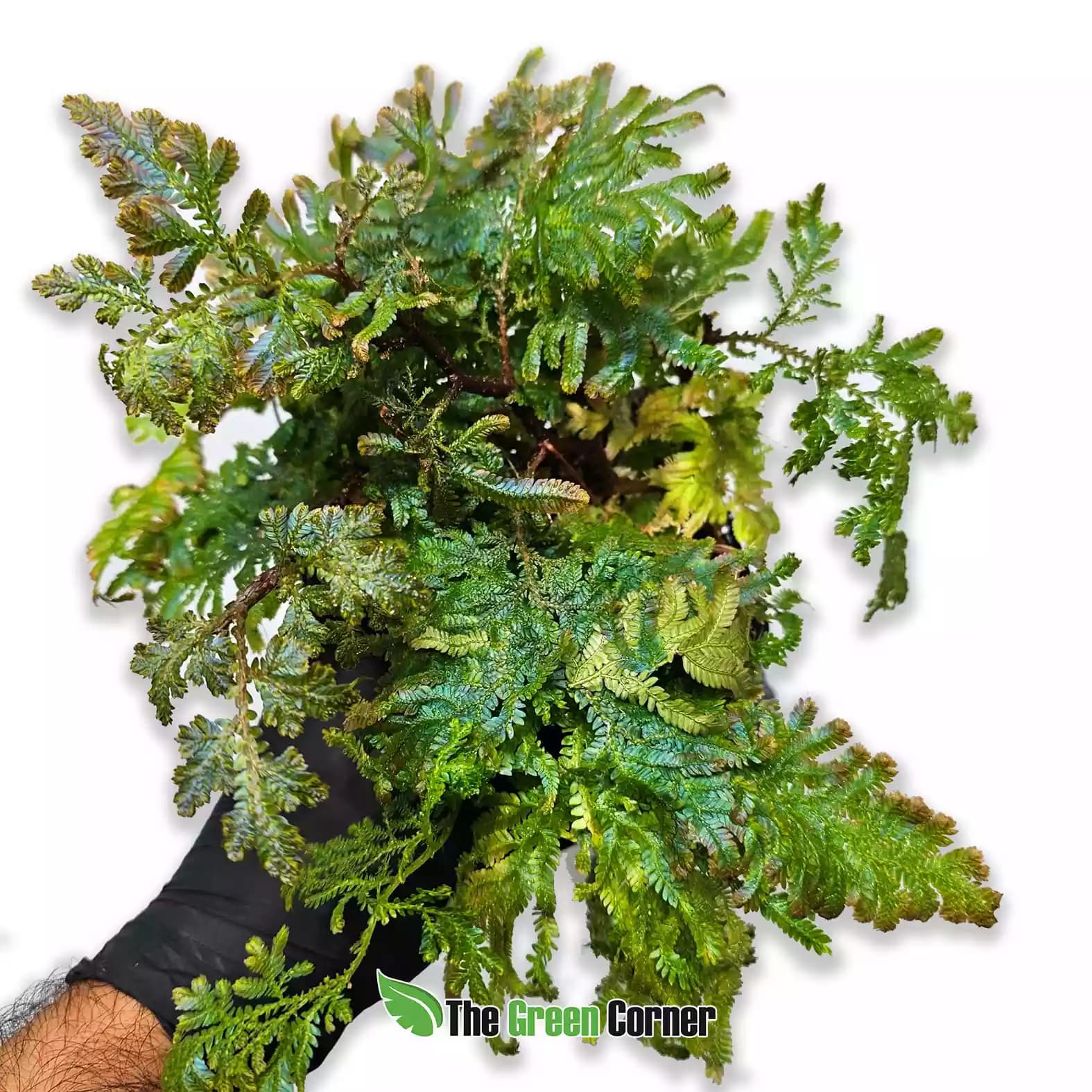 Selaginella willdenowii