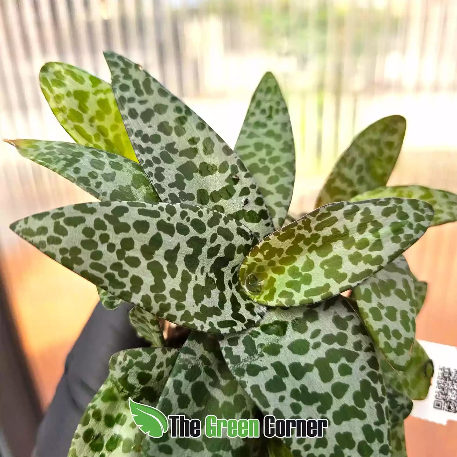 Ledebouria socialis