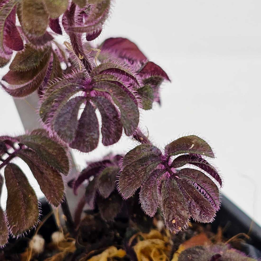 solanum-uleanum-hoja