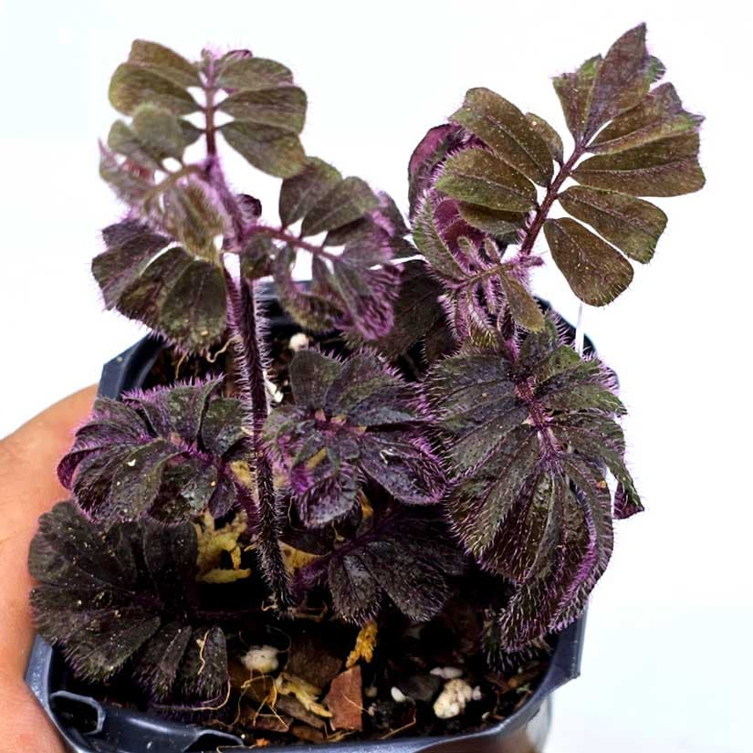 solanum-uleanum