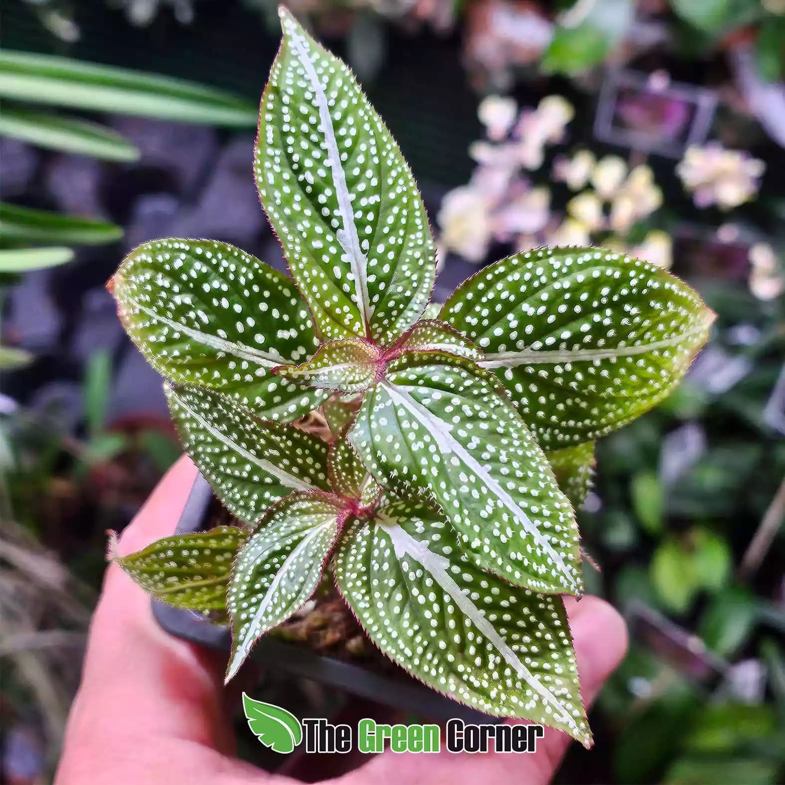 Sonerila green spotted