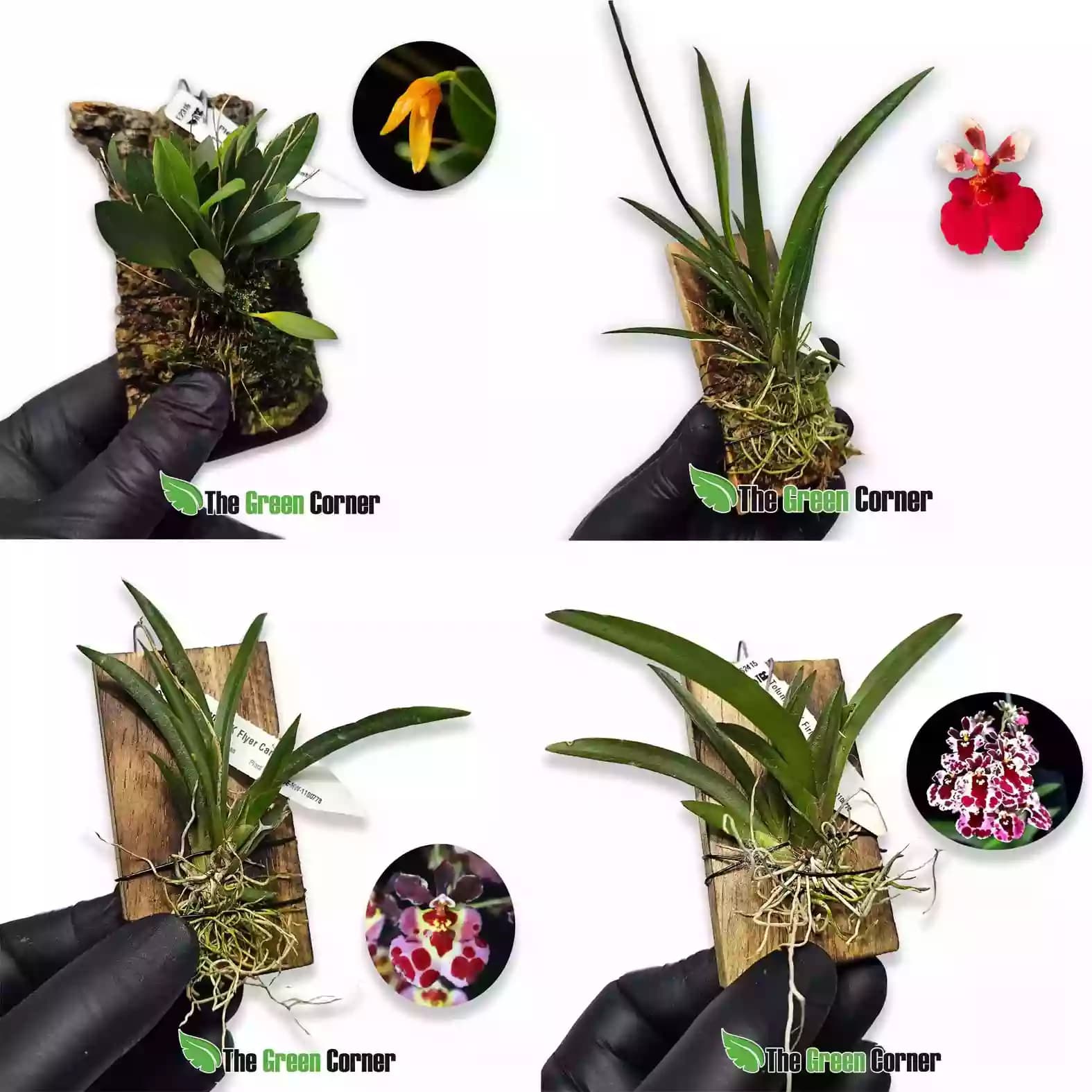 start-orquideas