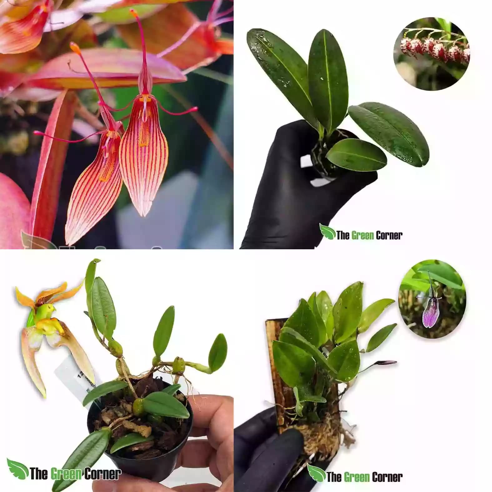 start-orquideas