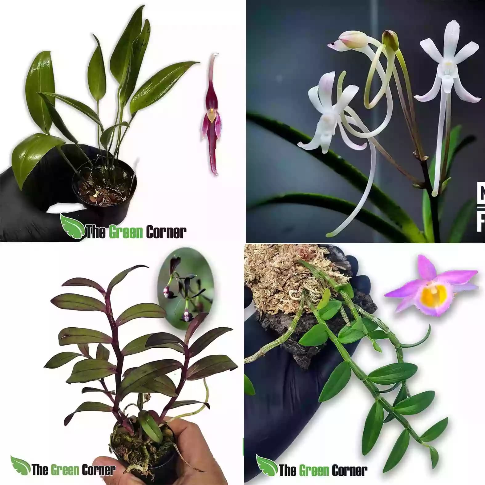 start-orquideas