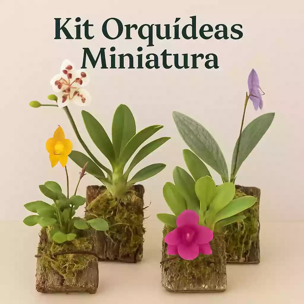 Starter pack mini Orquideas