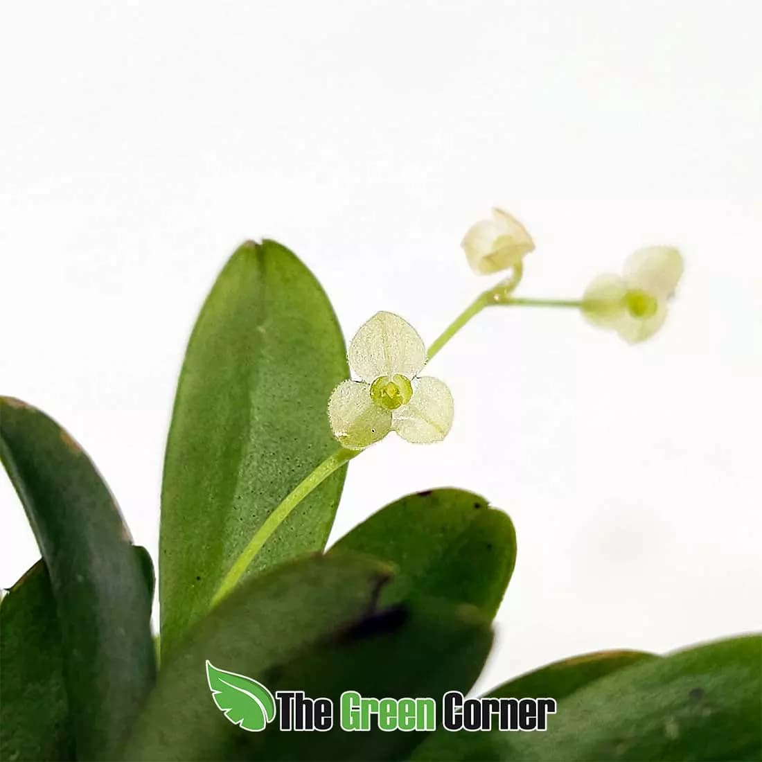 stelis-argentata-flor