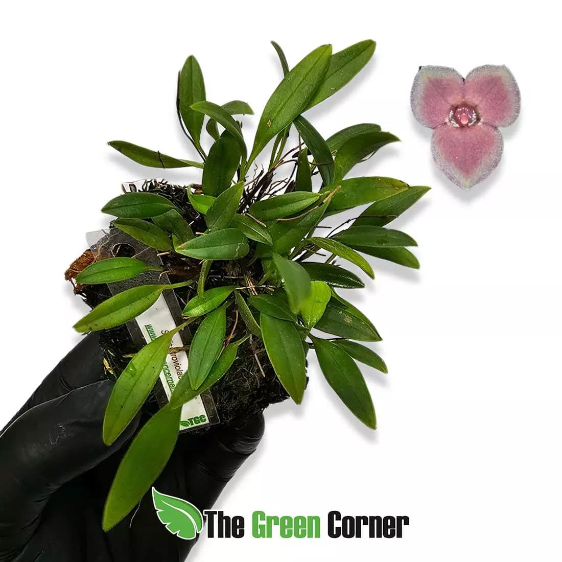 stelis-atroviolacea