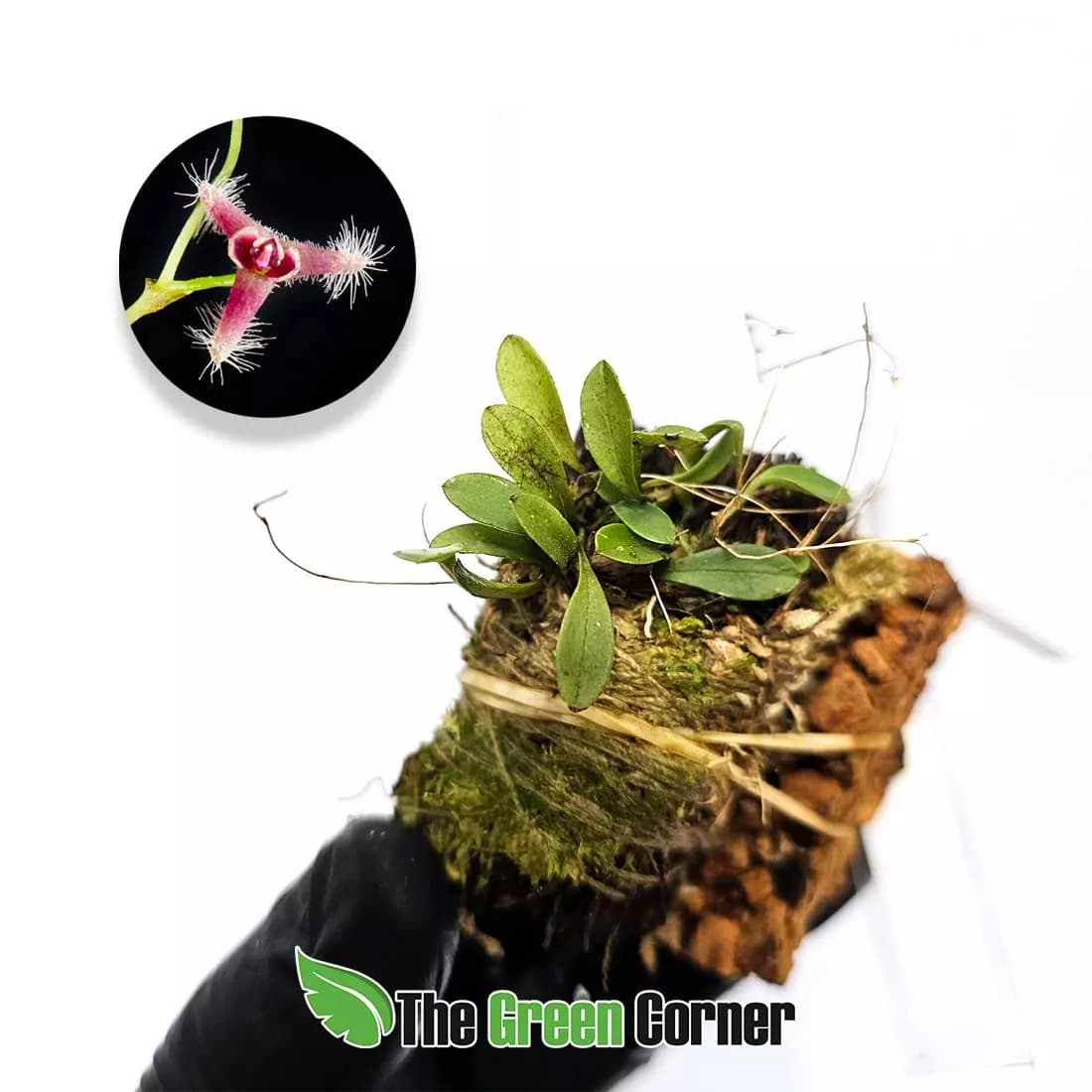 stelis-concinia
