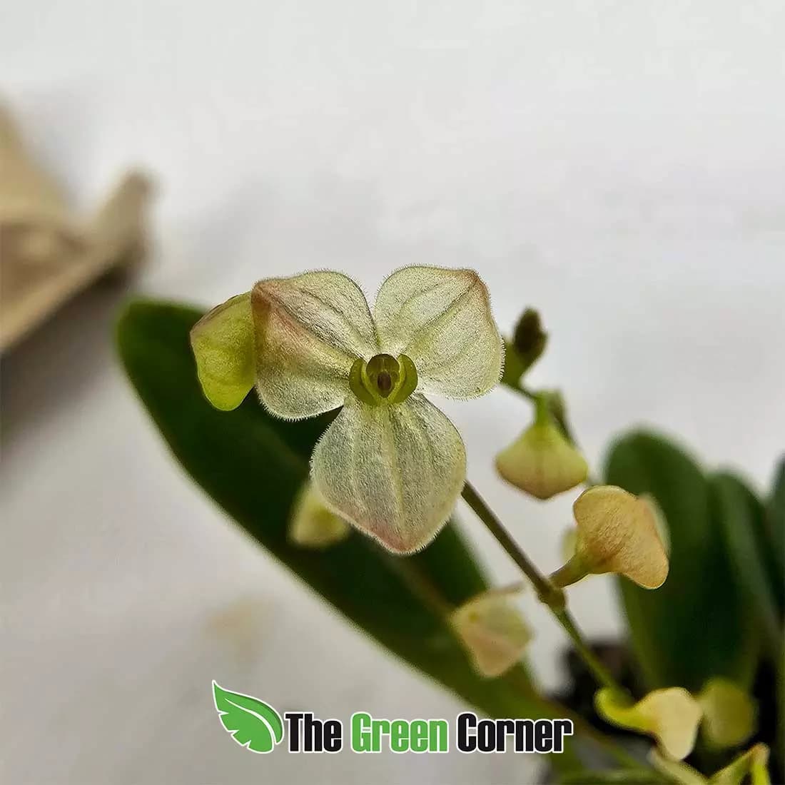 Stelis guianensis: Orquideas de ecuador 2