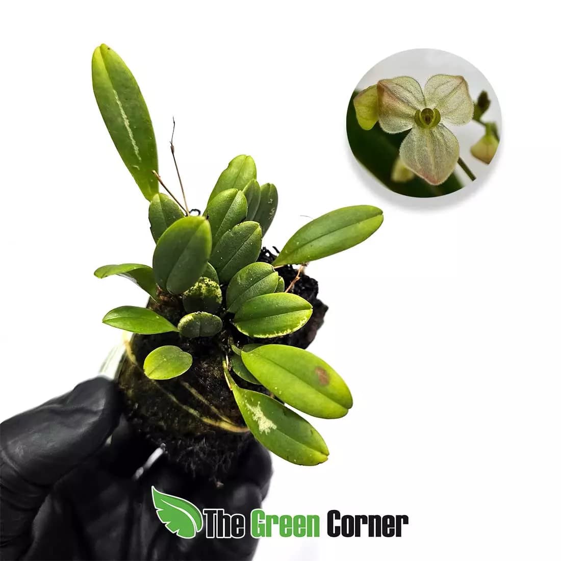 stelis-guiamensis