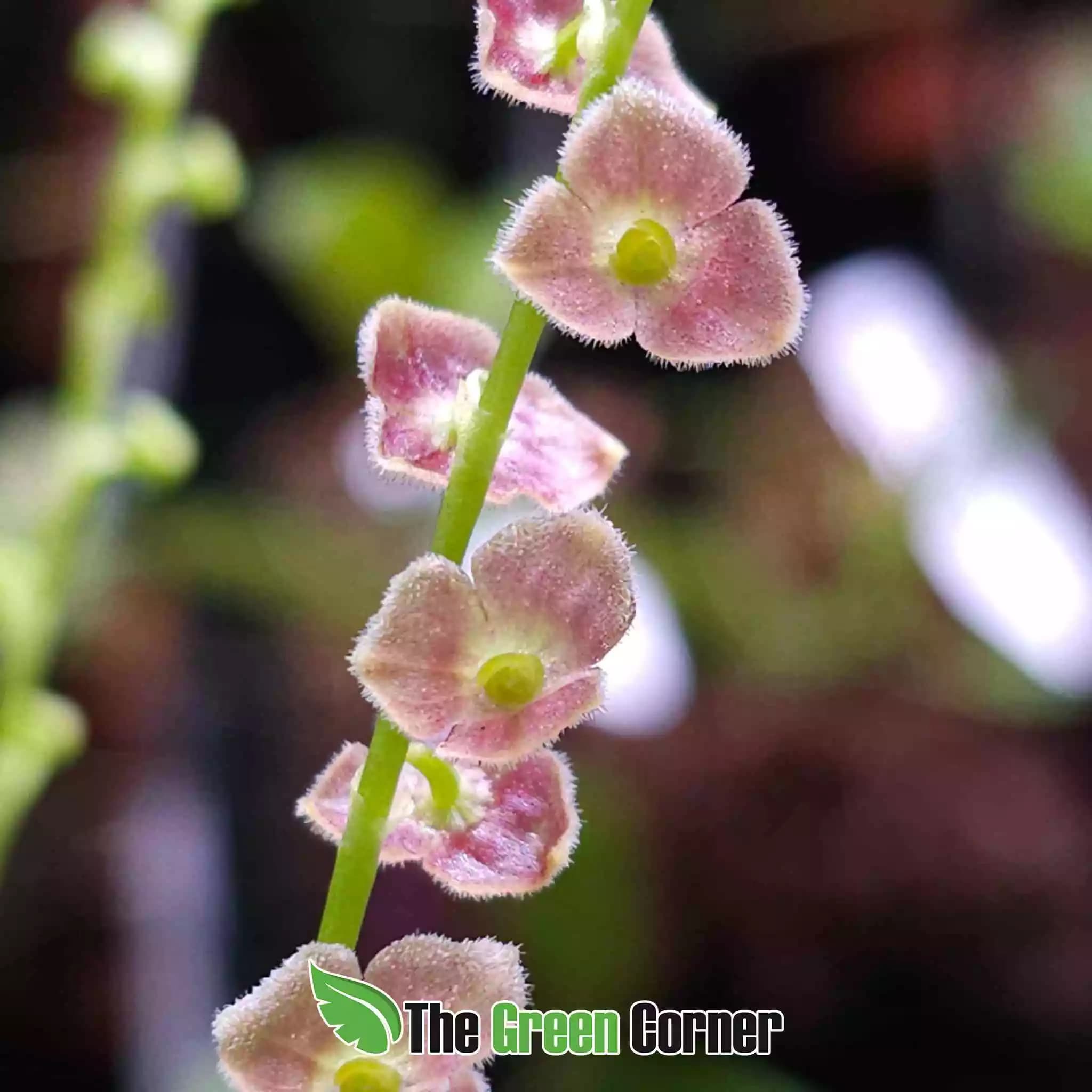 stelis-purpurascens-flor