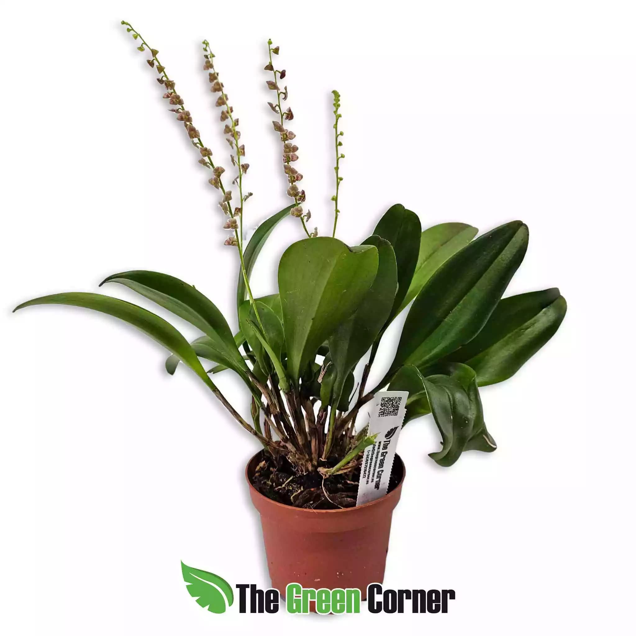 stelis-purpurascens