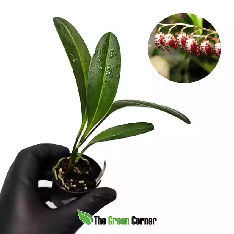 Stelis restrepoides