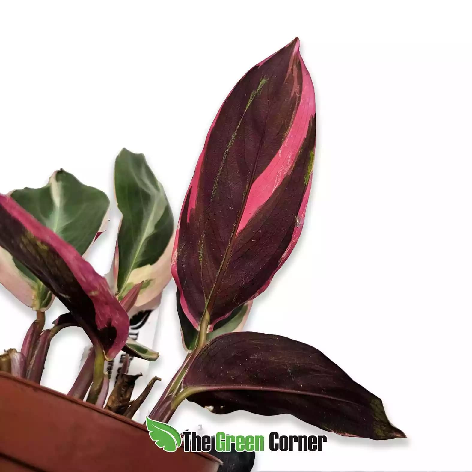 stomanthe-rosa-detalle