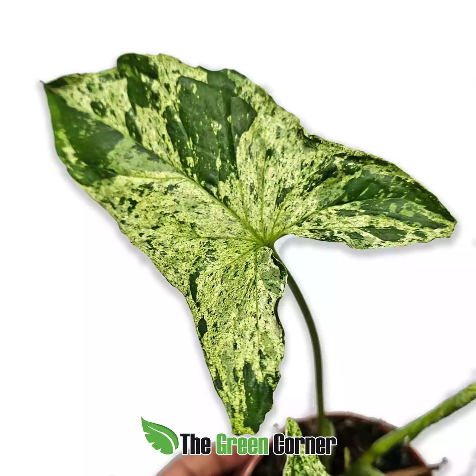 sygnonium-mottled-hoja