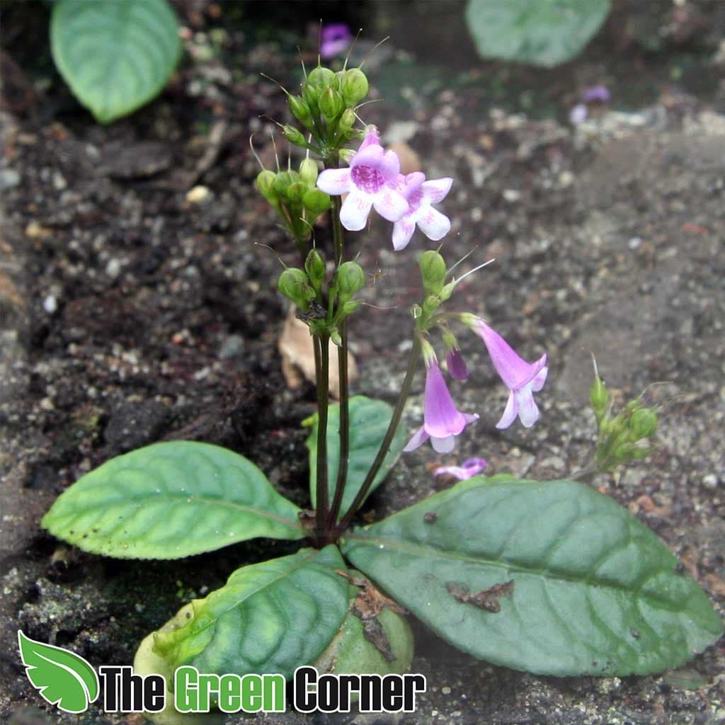 orquideario y vivario.