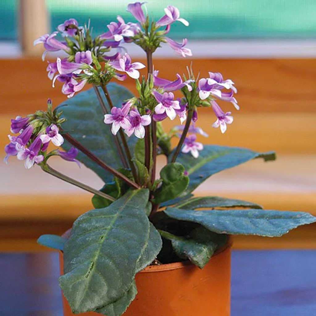 Tetranema roseum: Imprescindible planta de terrario con una floracion morada y blanca preciosa. Especial para terrario