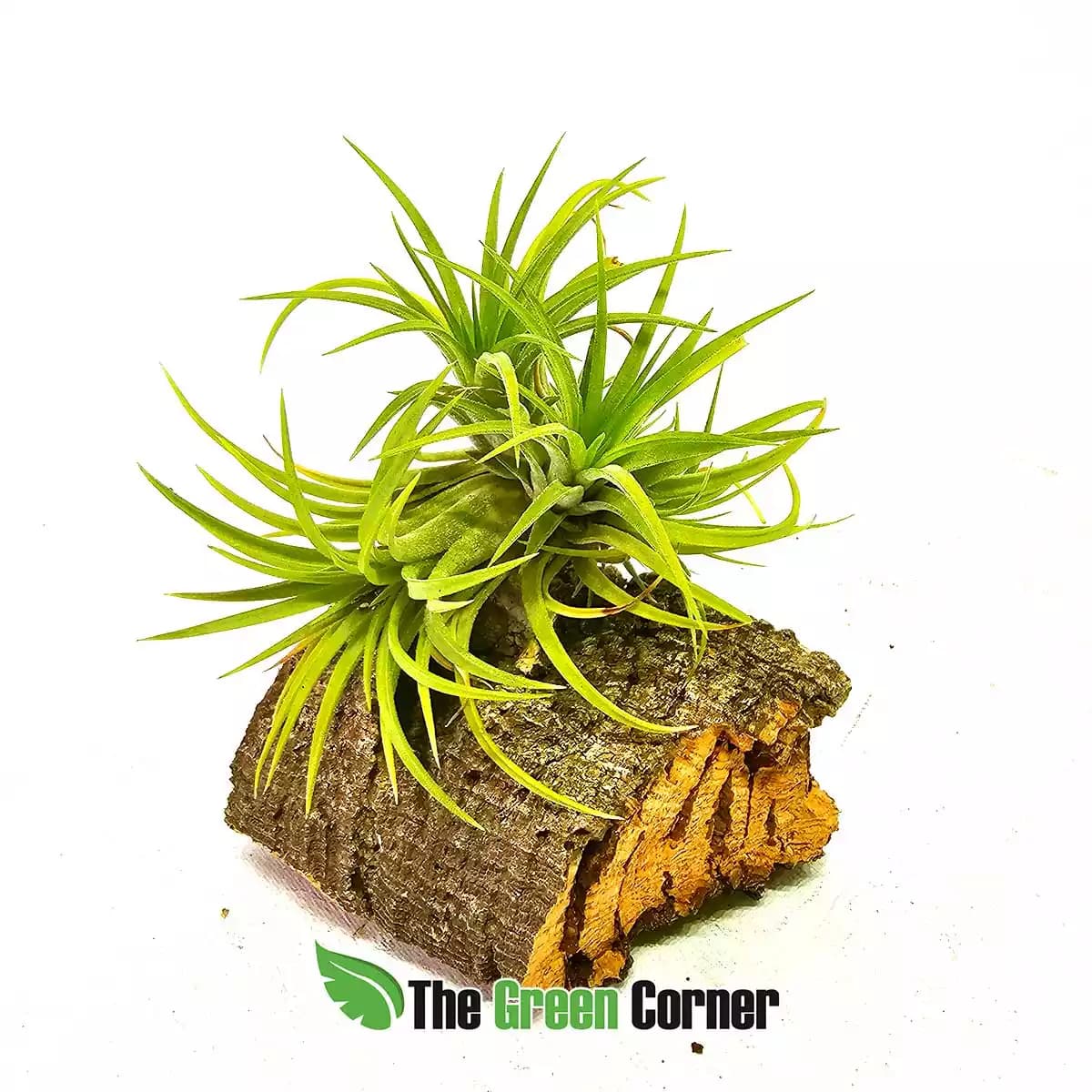 tillandsia-ionantha-druid